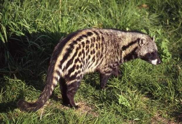 African Civet Cat (Civettictis civetta) - Information on African Civet Cat - Encyclopedia of Life