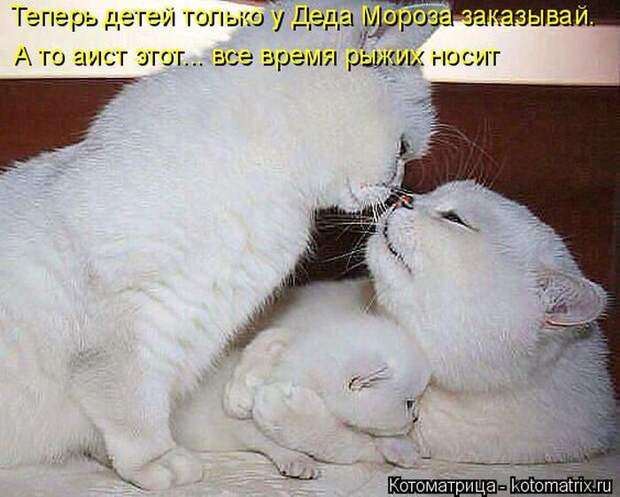 Лучшие котоматрицы недели (50 фото)
