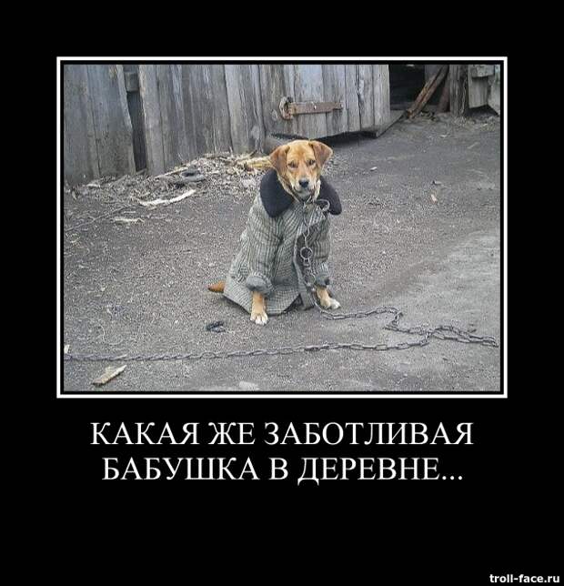 Демотиваторы Демотиваторы катинки, прикол, смешно