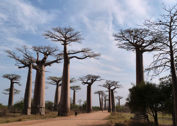 23. Аллея баобабов на Мадагаскаре пейзаж, планета, природа