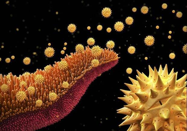 Иллюстрация высвобождения пыльцы (пыльцевых зерен) из пыльника растения семейства Астровых