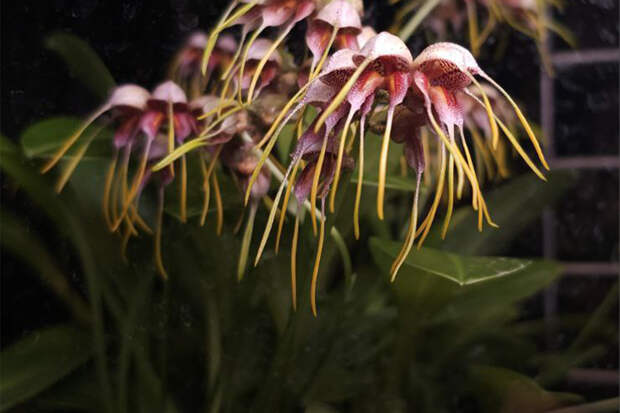 Редкое «птичье яйцо» расцвело в Москве