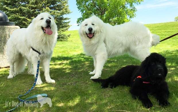 Great Pyrenees and Newfoundland puppy