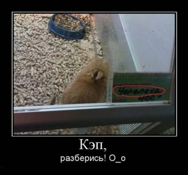 Демотиваторы новье, приколы в каждом фото.