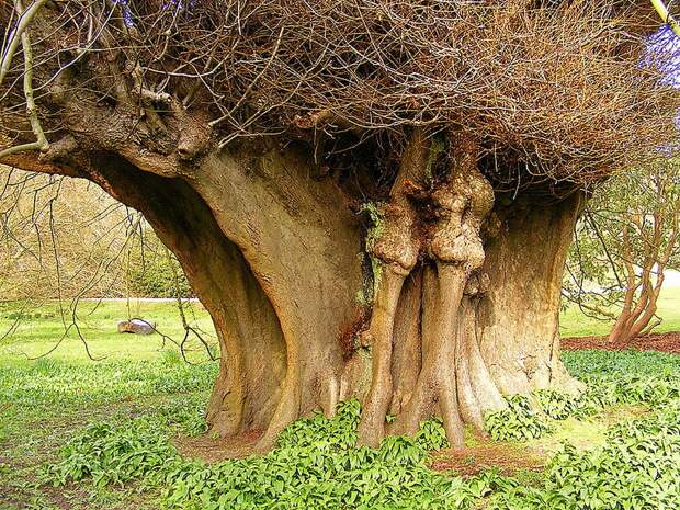 NewPix.ru - Самые необычные деревья в мире