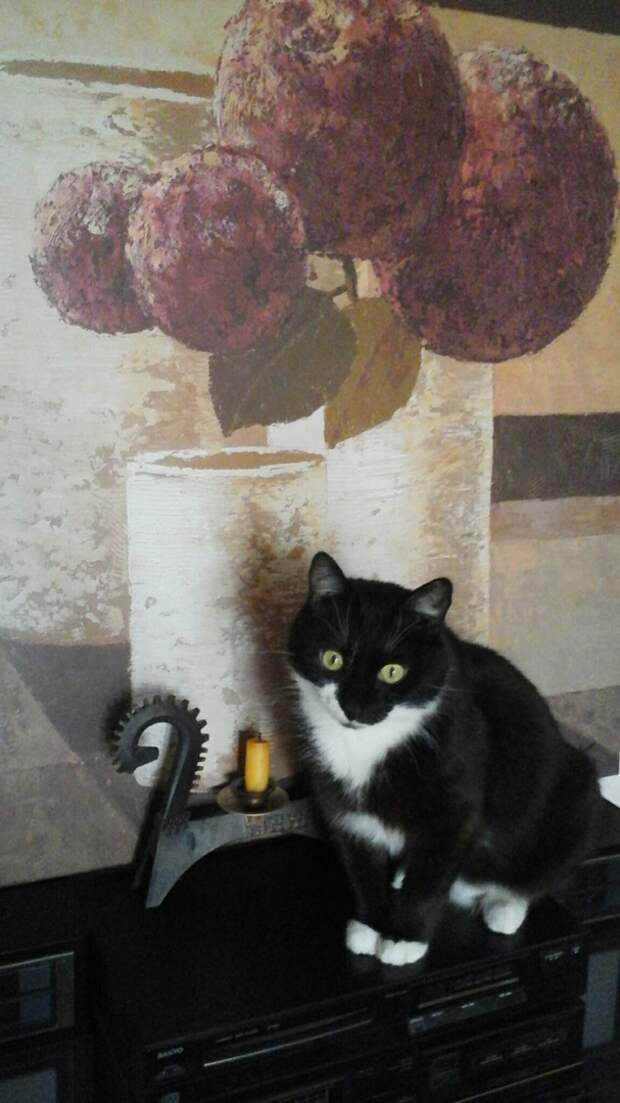 кот
