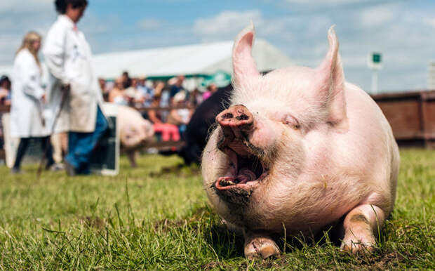 Обхохотаться. Соревнования в Йоркшире, Англия под названием «Человек и его свинья». животные, жизнь, фото