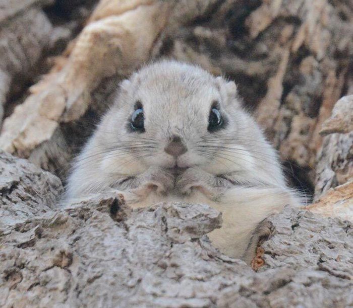 Hokkaido  cute animals, Хоккайдо милые животные