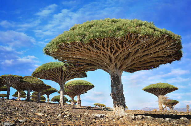 18 фото самых роскошных деревьев в мире