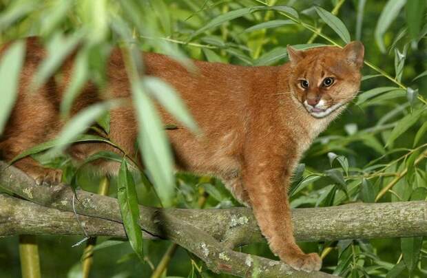 Ягуарунди и еще 20 невероятных животных, которые обитают в тропических лесах Амазонии