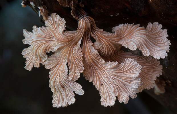 5. Schizophyllum commune Щелелистник. 5. Schizophyllum commune Щелелистник. грибы, интересное, фото