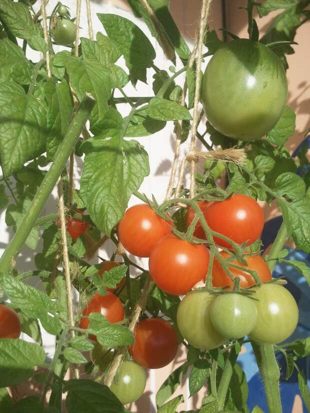 Мой балконный огород своими руками, сделай сам