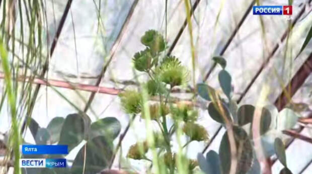 В Никитском ботаническом саду впервые за 15 лет распустились цветы агавы