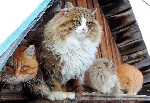 Необычная колония рыжих под Барнаулом животные, коты