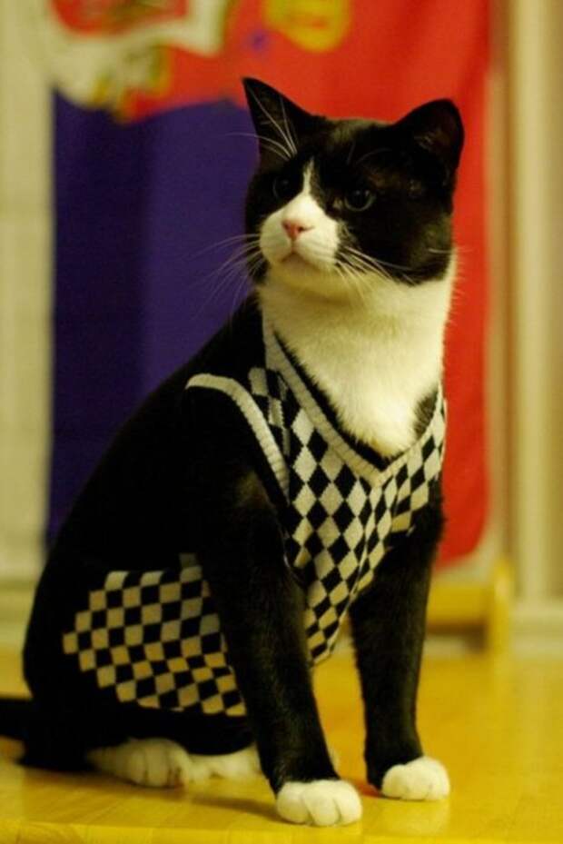 Коты и кошки в одежде - про животных