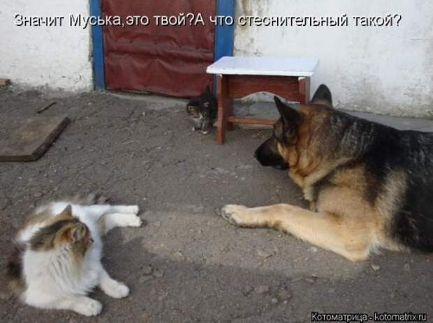 Новая котоматрица для хорошего настроения (32 фото)