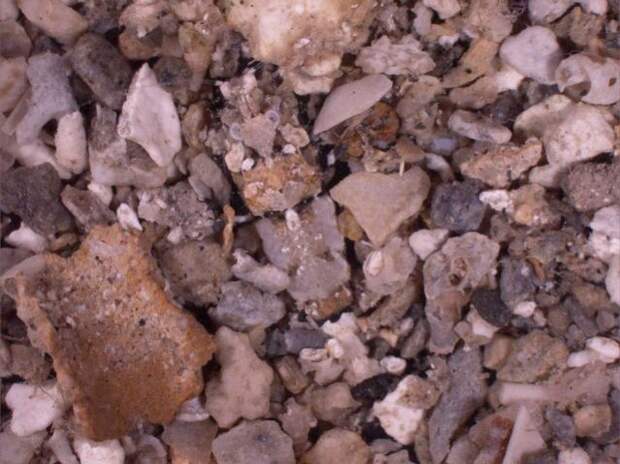 camouflaged_animals_15