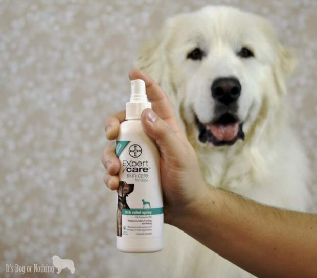 5 Reasons Your Dog Needs Omega-6 Fatty Acids #BayerExpertCare