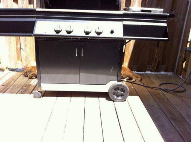 Веселые снимки, сделанные в самый подходящий момент (50 фото)