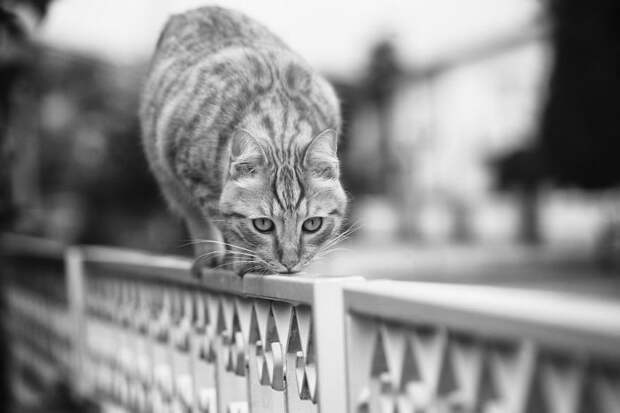 Кошки, которые сидят в неудобных местах: фотопроект Sabrina Boem Кошки, которые сидят в неудобных местах: фотопроект Sabrina Boem