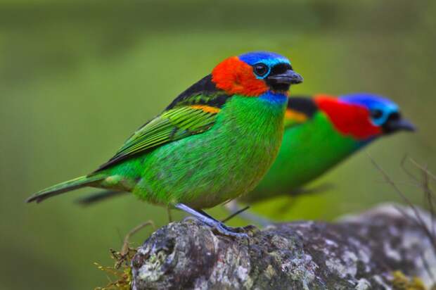 exotic-birds-10