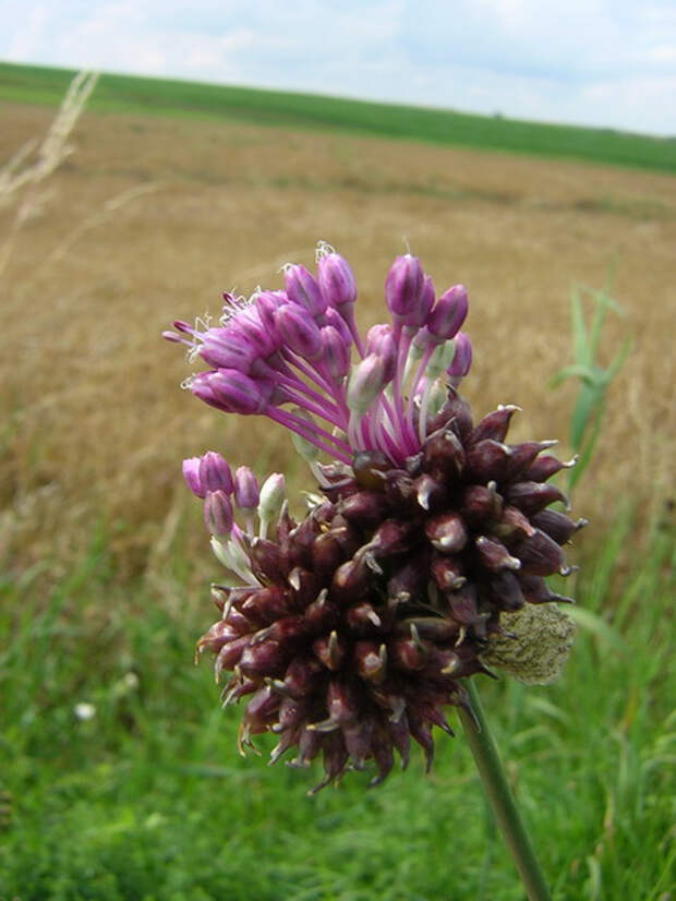 5_Allium (450x600, 217Kb)