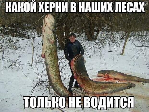 Прикольные и курьёзные картинки 34