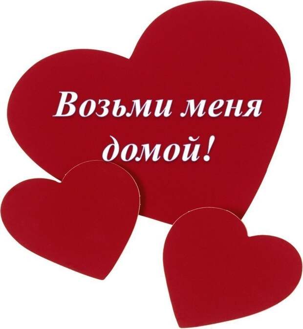 Возьмите самого замечательного кота домой!