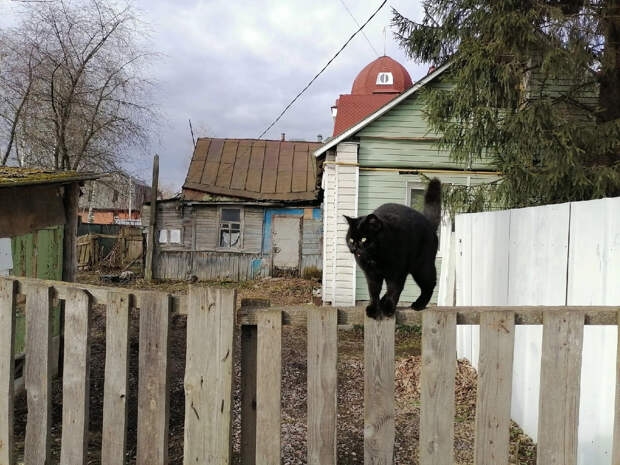 Жители Киева начали скупать кошачий наполнитель из-за проблем с канализацией