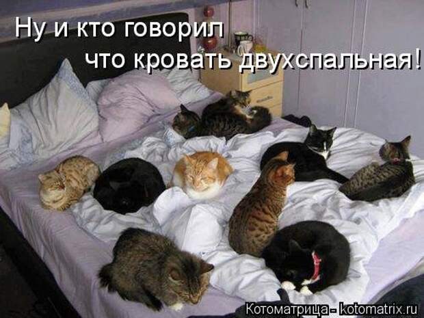 Котоматрица недели (31 фото)