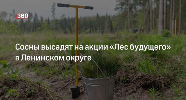Сосны высадят на акции «Лес будущего» в Ленинском округе