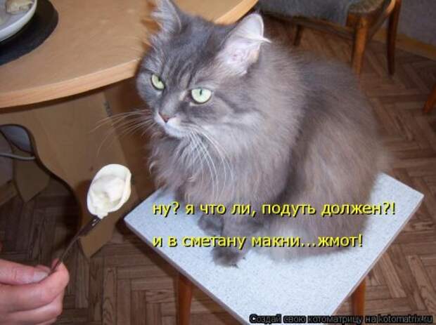 Свежая котоматрица (38 фото)