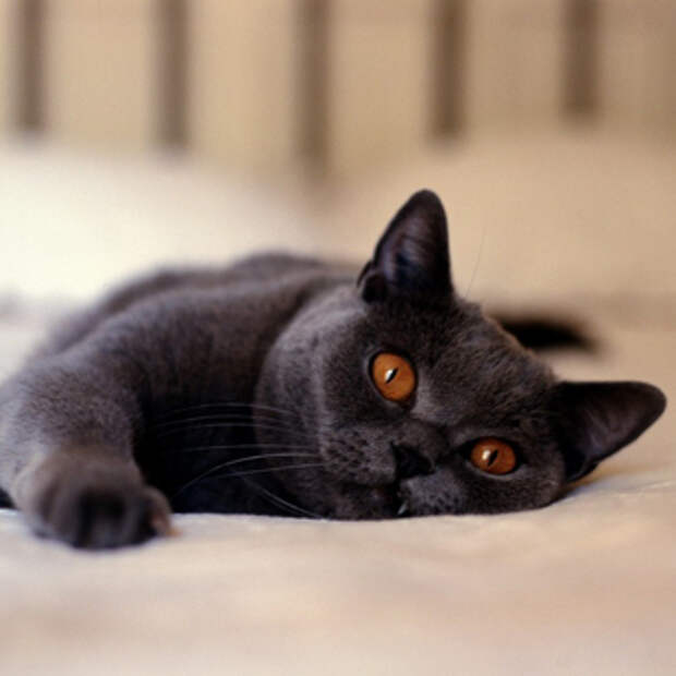 Что чувствуют кошки?