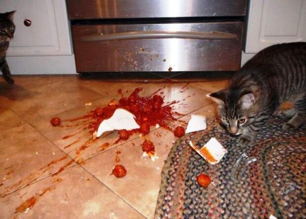 Котострофа коты, один дома