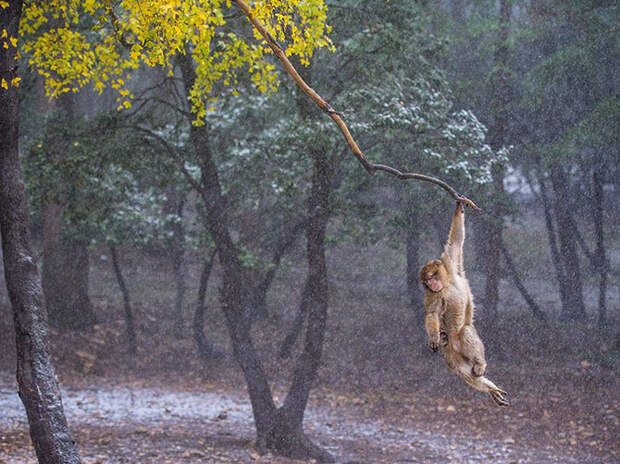 Лучшие фотографии National Geographic ноября 2014