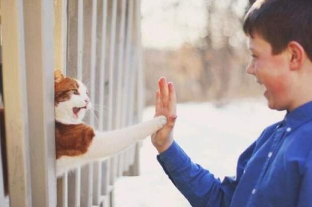 Давай пять, котейка