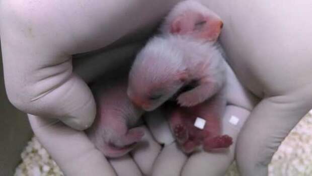 little ferret