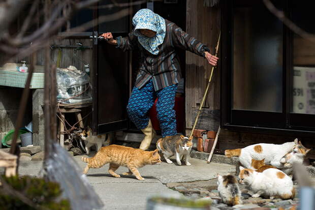 Кошачий остров Японии 