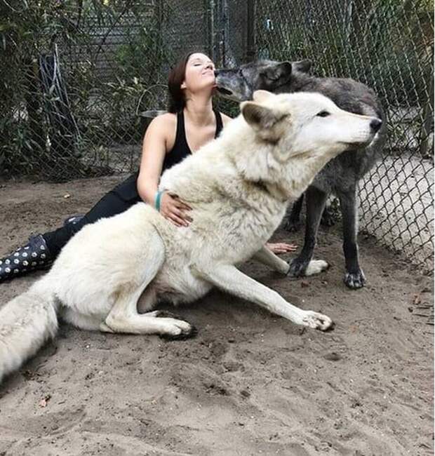 Огромный волк из приюта, спасенный от усыпления
