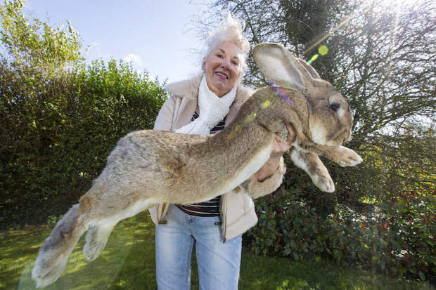 1. Это Дарий. Он весит 22 кг, и он самый большой кролик в мире. без фотошопа, удивительные фотографии, фото