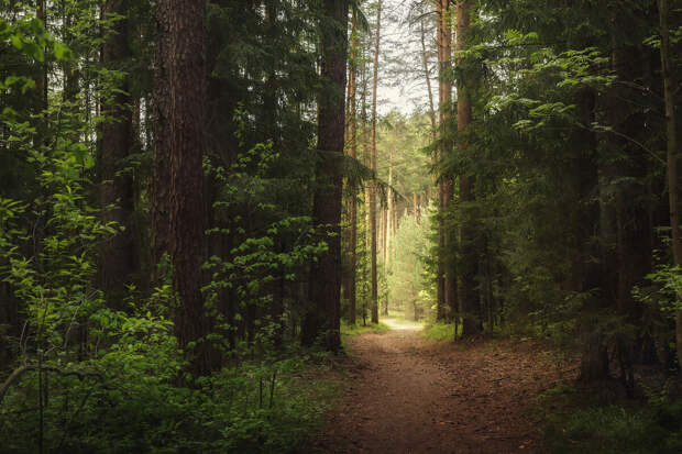 В Брянской области пять подростков потерялись в лесу