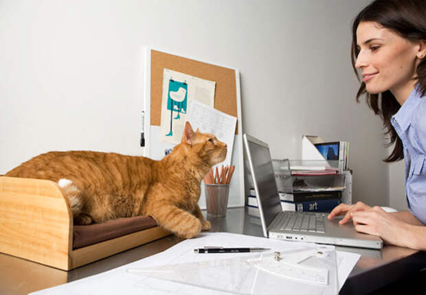 8 Специальная подставка для кошек, которые знают, что хозяин без них не справится с работой.