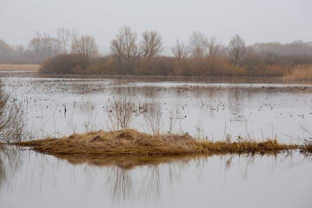 В Алексинском районе Тульской области уровень Оки поднялся на 35 см за сутки