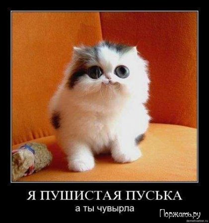Димативаторы, новые прикольны 25 фото