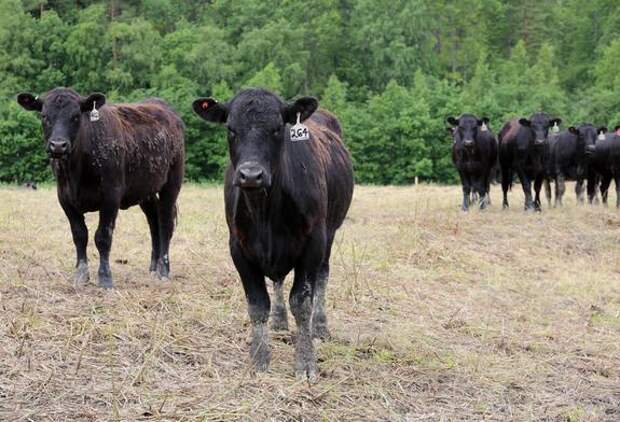 На племзаводе в Ленобласти построили два современных телятника