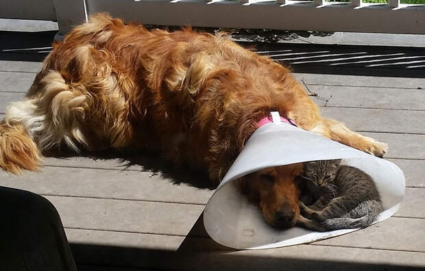 dog-cone-cat-sleeping-shade-friends-1