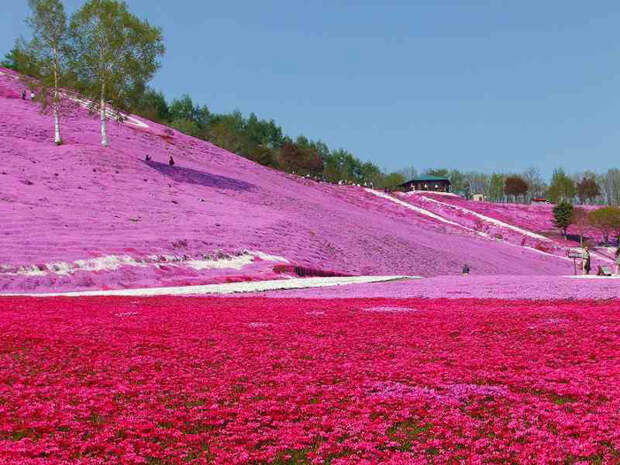 Холм Shibazakura цветение флоксов (700x525, 174Kb)