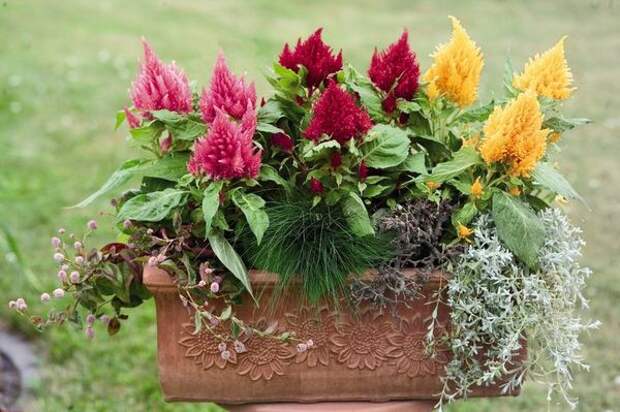 целозия целозия