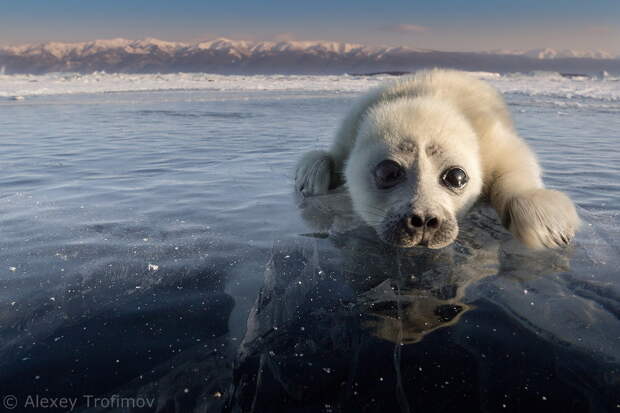 lj-Baikal_2015_03_Kumay-24.jpg lj-Baikal_2015_03_Kumay-24.jpg