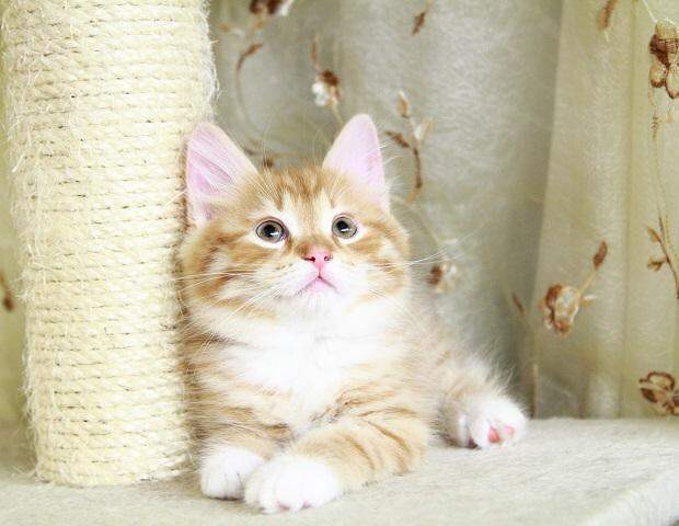 Котенок с когтеточкой